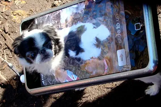 Top Secret photo of an iPhone 5 prototype we found in a dog run